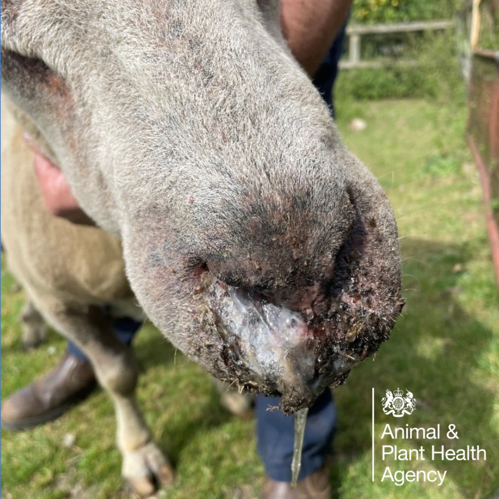 Sheep with clear mucoid nasal discharge